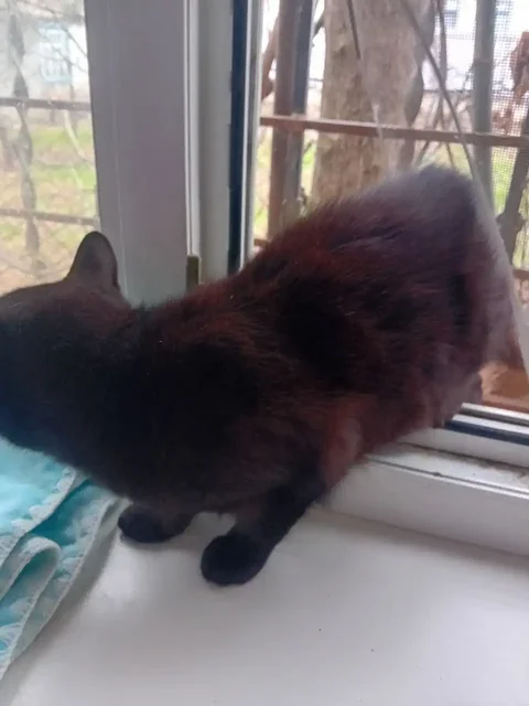 Котенок в добрые руки - Животные в Краснодар