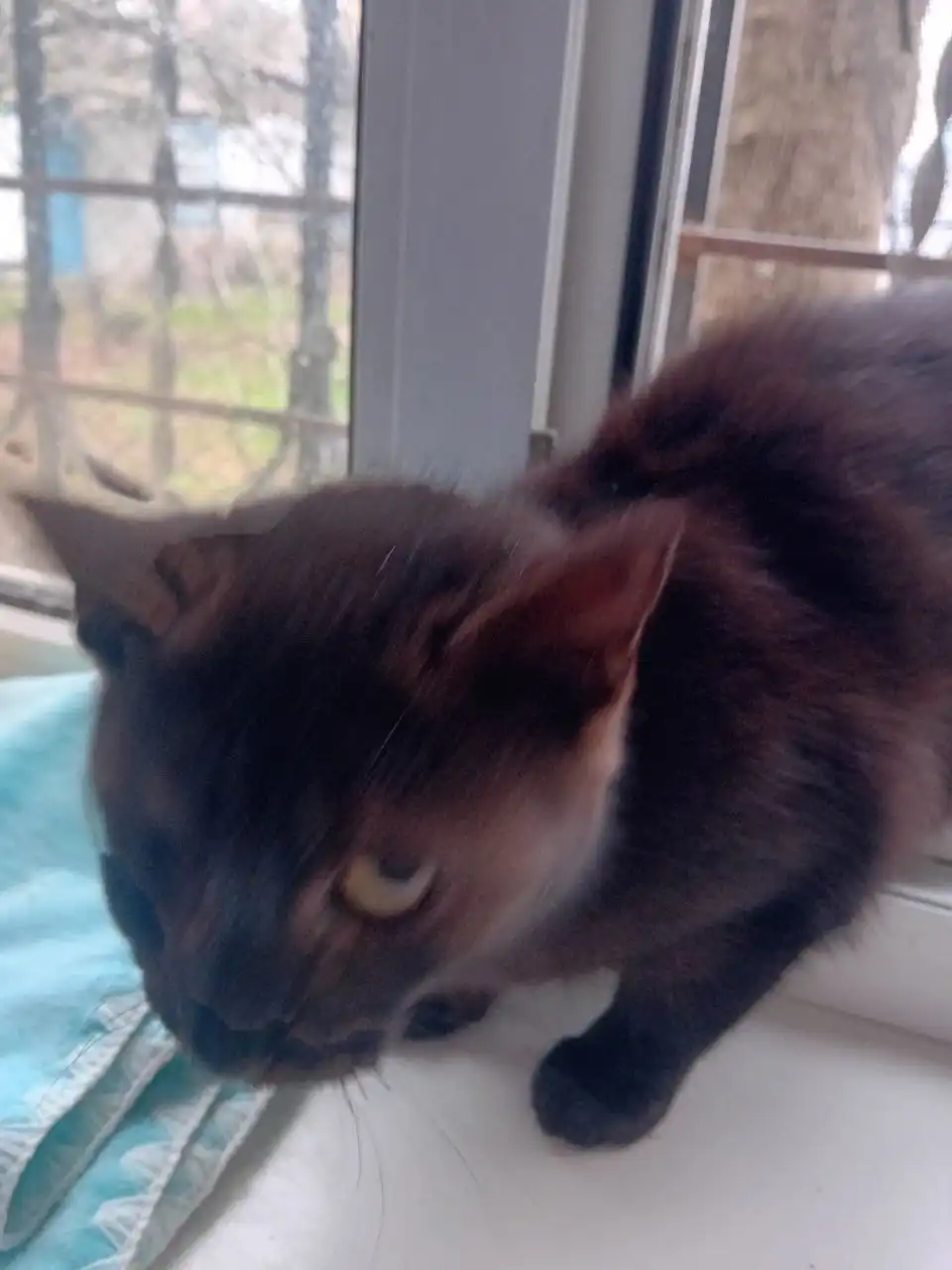 Котенок в добрые руки