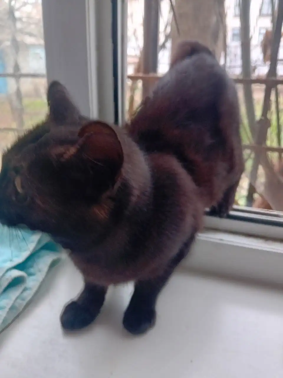 Котенок в добрые руки