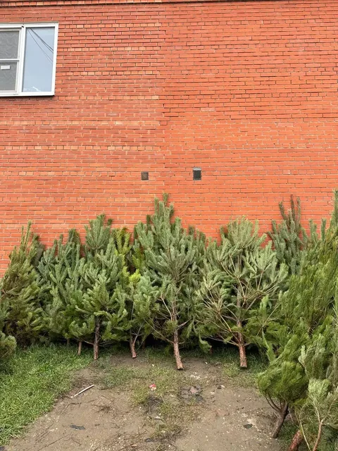 Живая новогодняя ёлка - Хобби и отдых в Краснодар