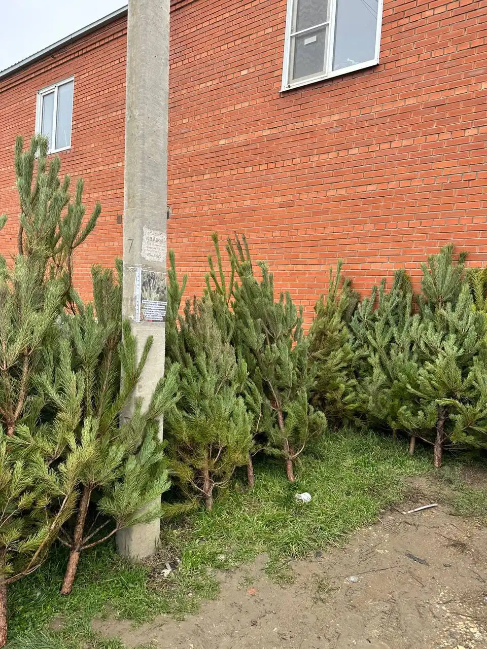 Живая новогодняя ёлка