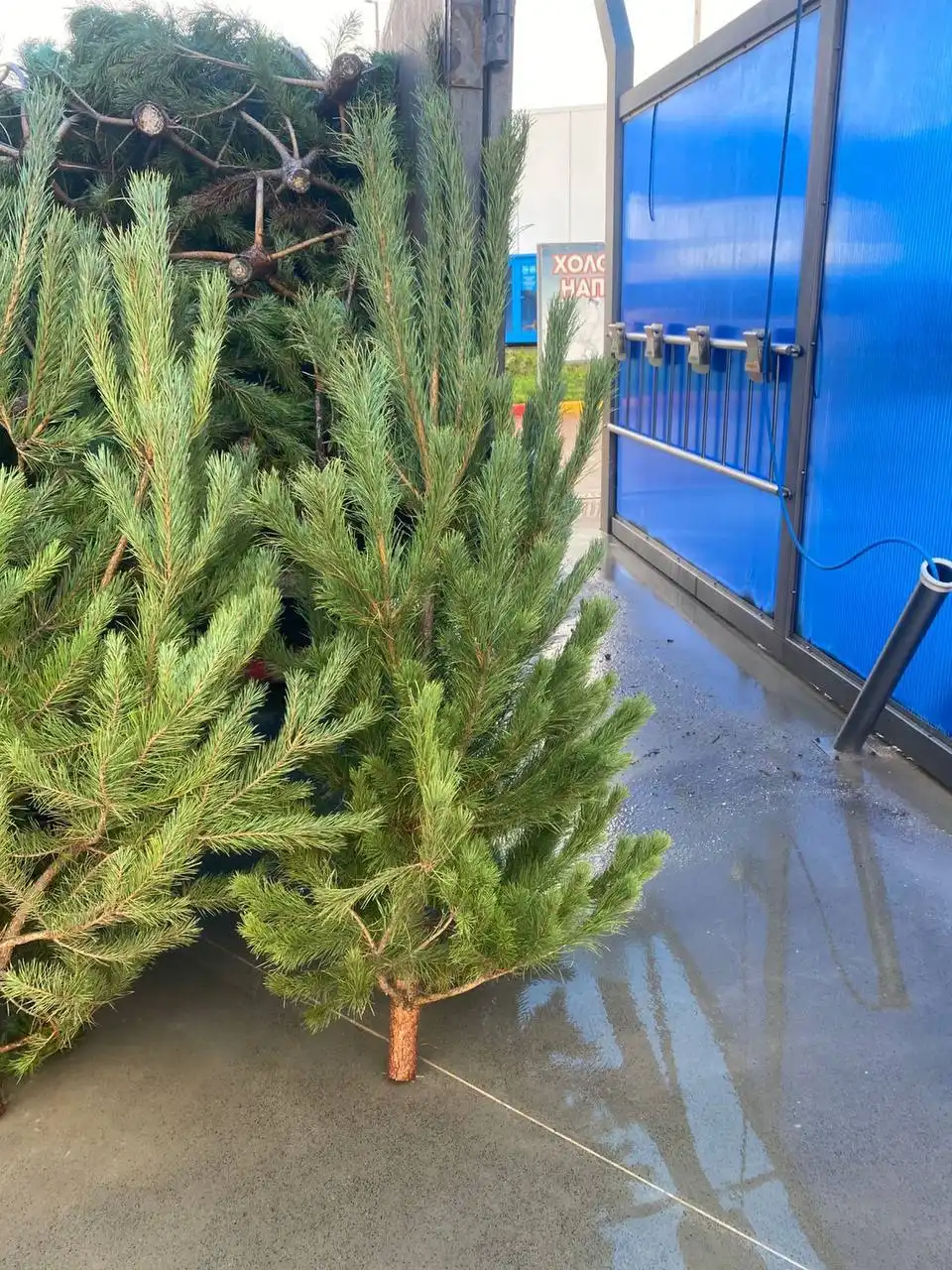 Живая новогодняя ёлка
