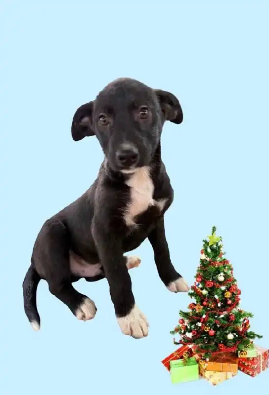 Щенки для дома в Елизаветинской