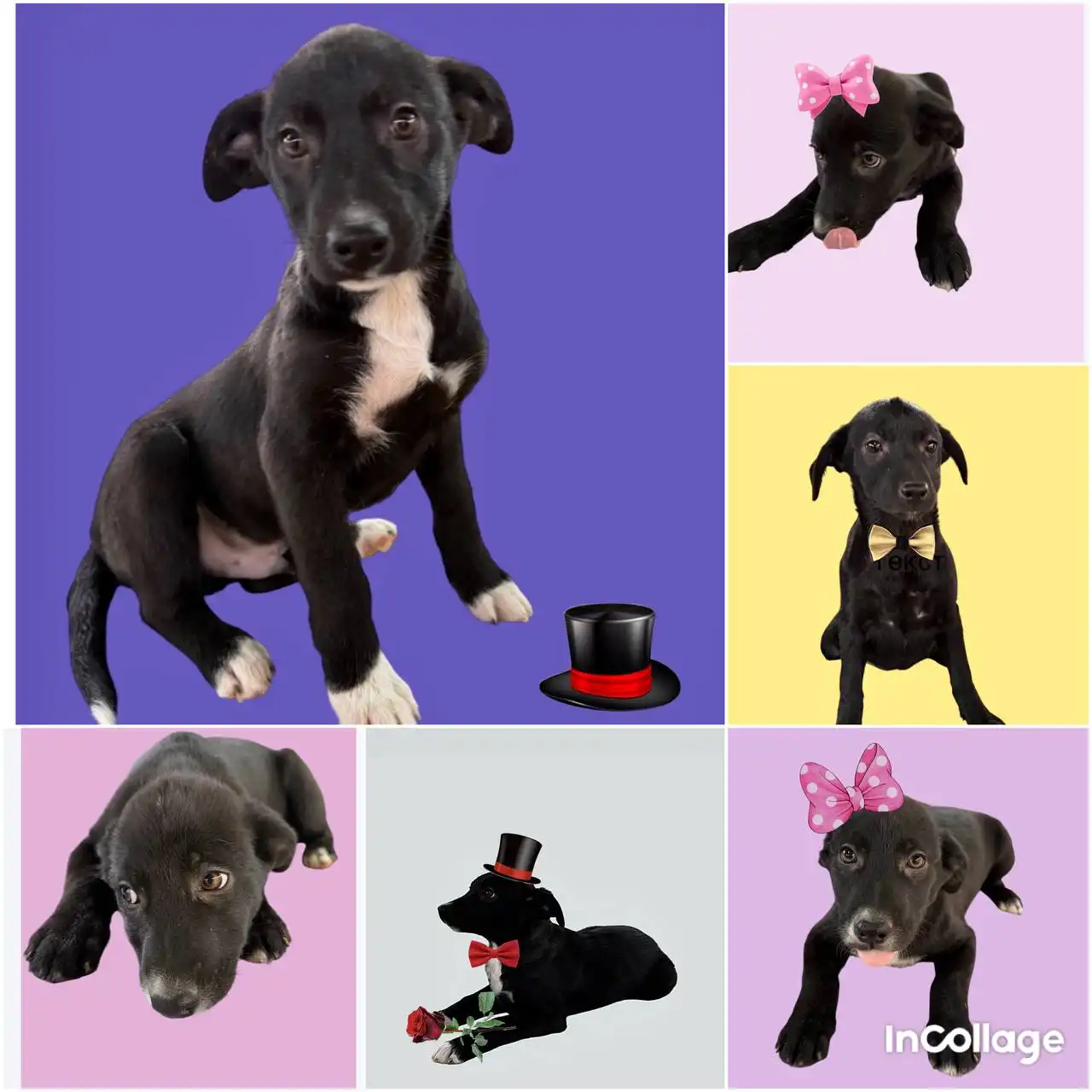 Щенки для дома в Елизаветинской