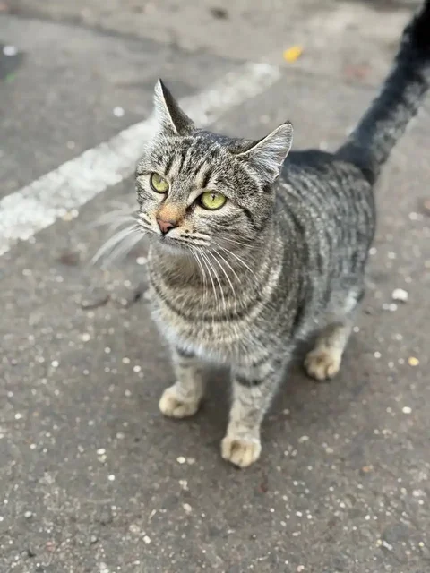 Срочно нужен дом кошечке в Краснодаре - частное объявление в Краснодар