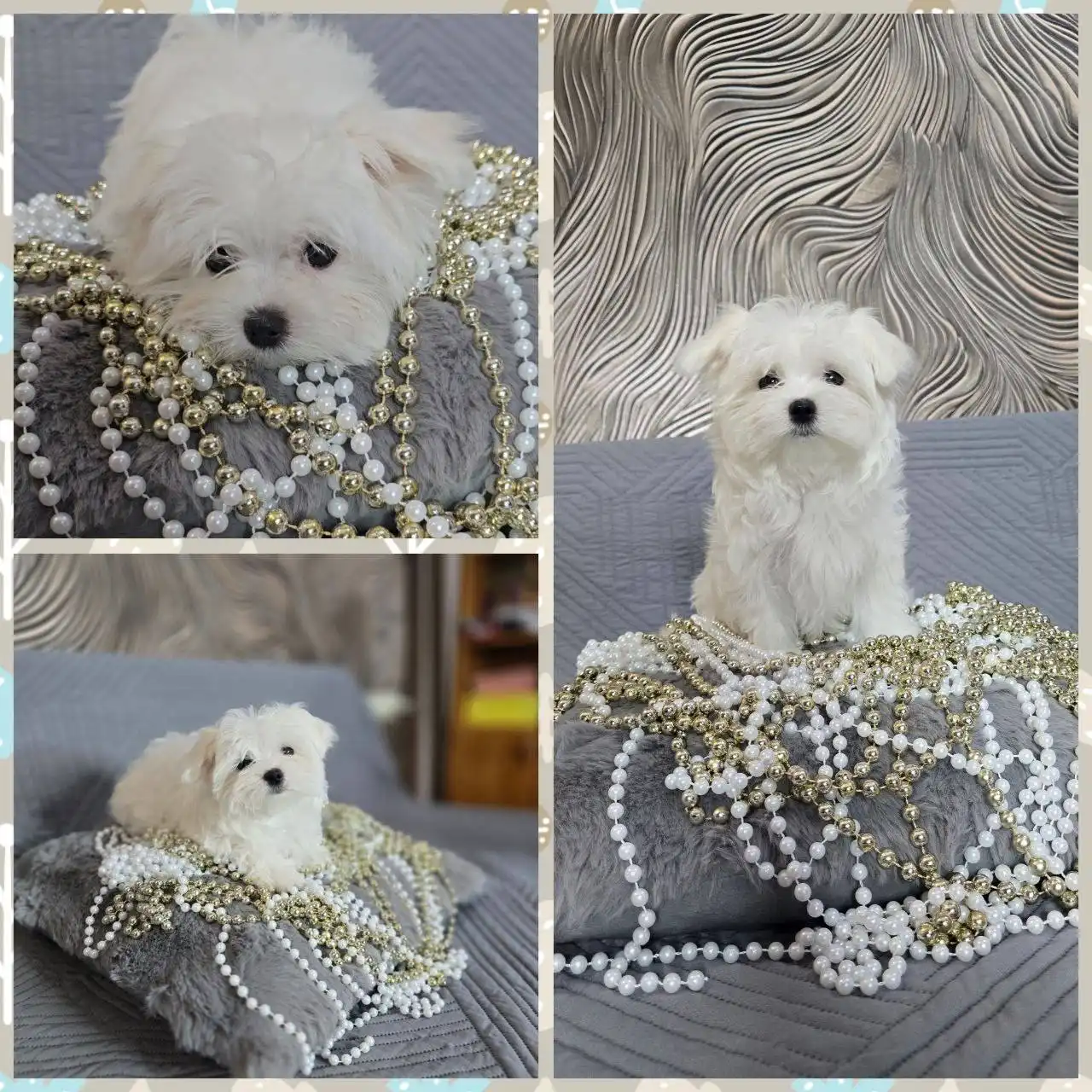 Продается девочка Мальтезе