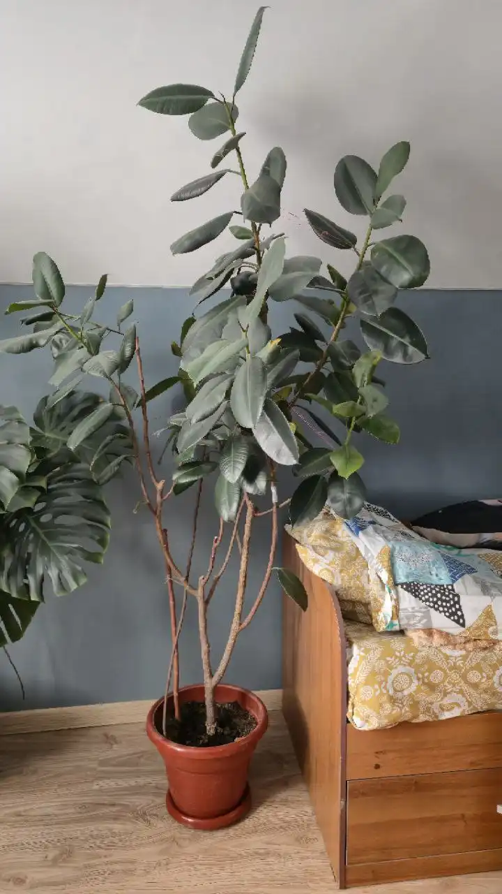 Продам фикус 220 см