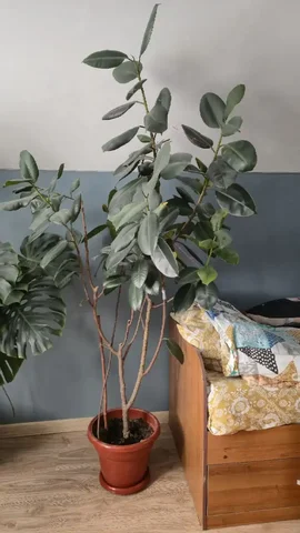 Продам фикус 220 см - Разное в Краснодар