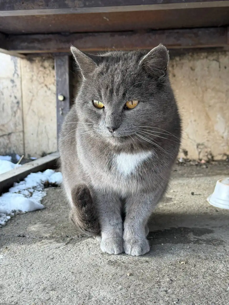 Ищет свою семью котик - Животные в Краснодар