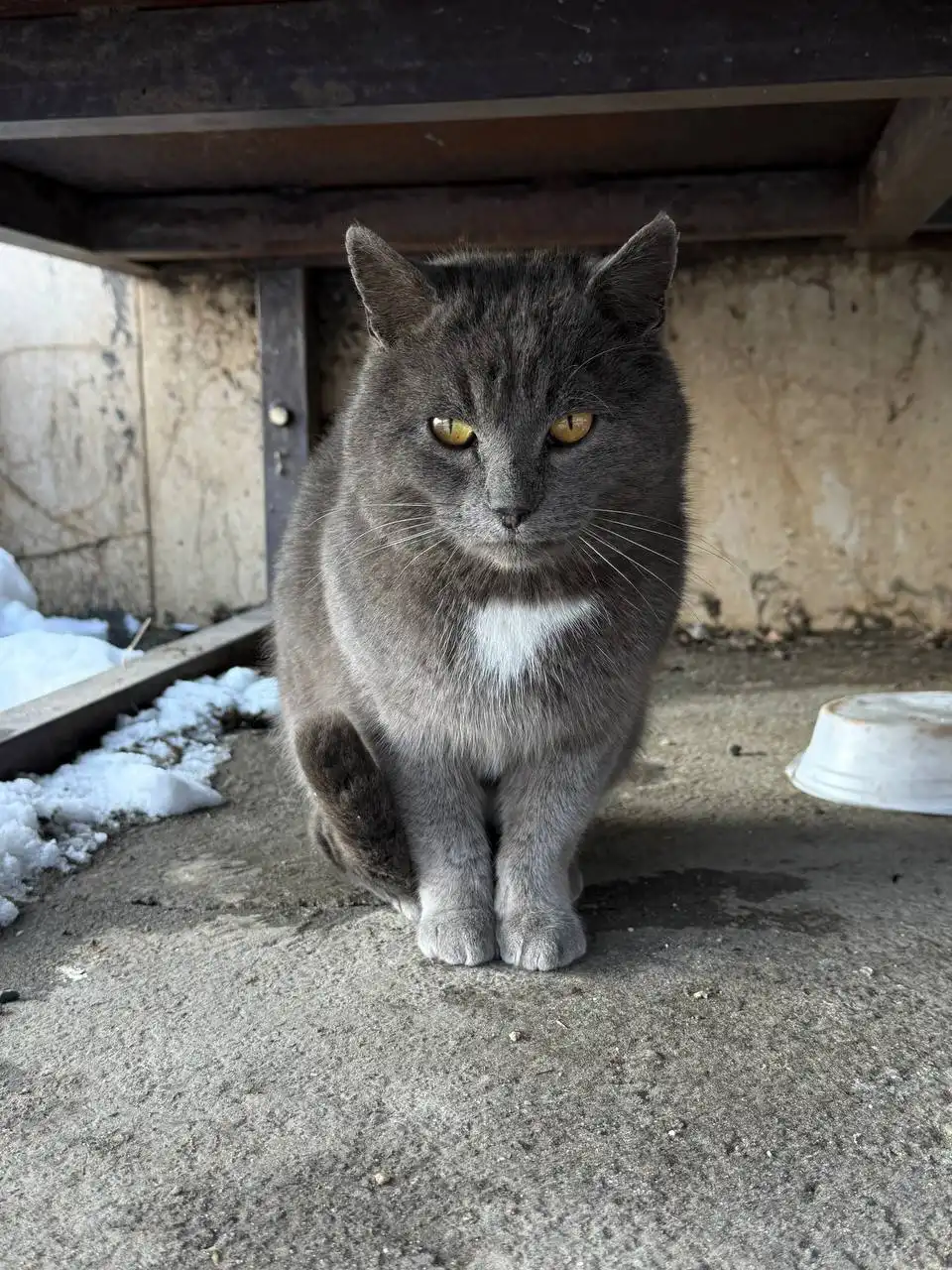 Ищет свою семью котик - Животные в Краснодар