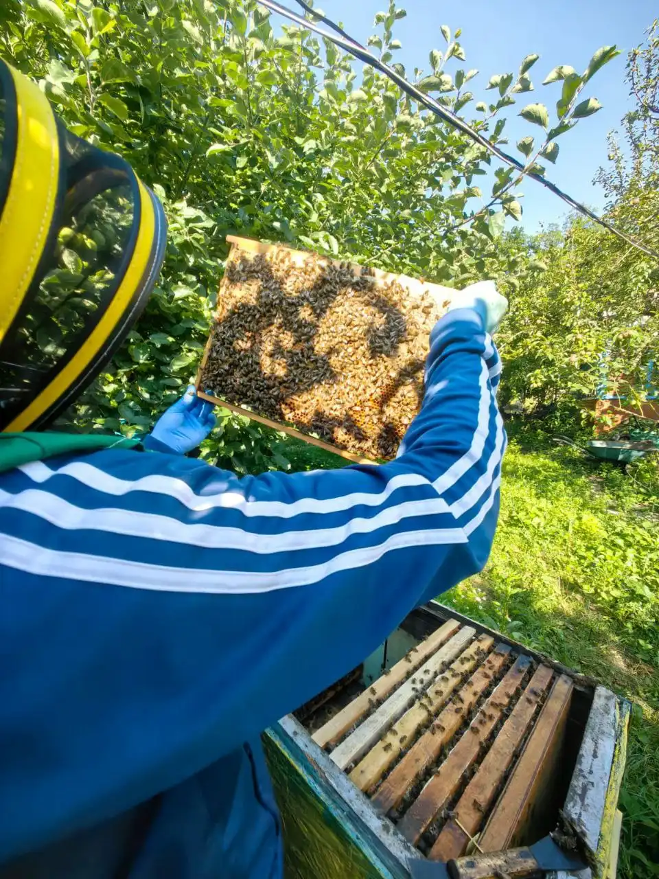 Белорусский мед из Лоева в Краснодаре - Продукты питания (Барахолка) в Краснодар