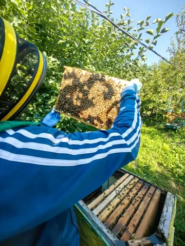 Белорусский мед из Лоева в Краснодаре - Мотоциклы в Краснодар