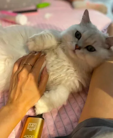 Ищу новых хозяев для британского длинношерстного кота - Рыбы в Краснодар