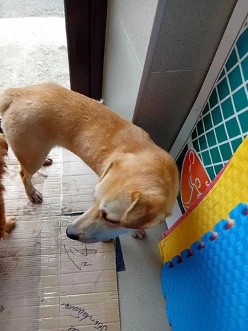 Потерянная собака в районе ул. Лавочкина и Ленты - Потерянные/найденные животные в Краснодар