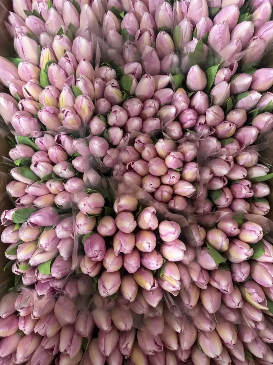 Тюльпаны местного производства Краснодар - Цветы (Хобби и отдых) в Краснодар
