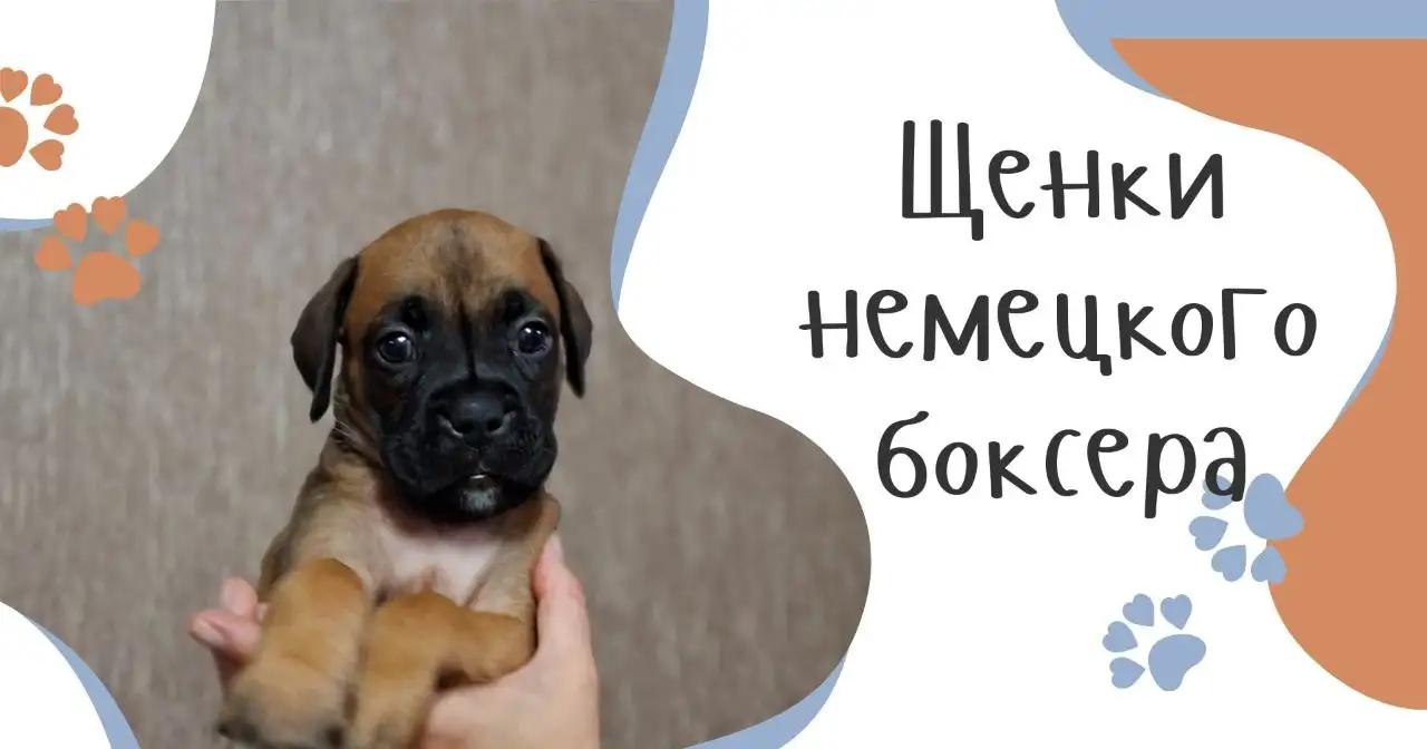 Щенки породы боксер - Собаки (Животные) в Краснодар