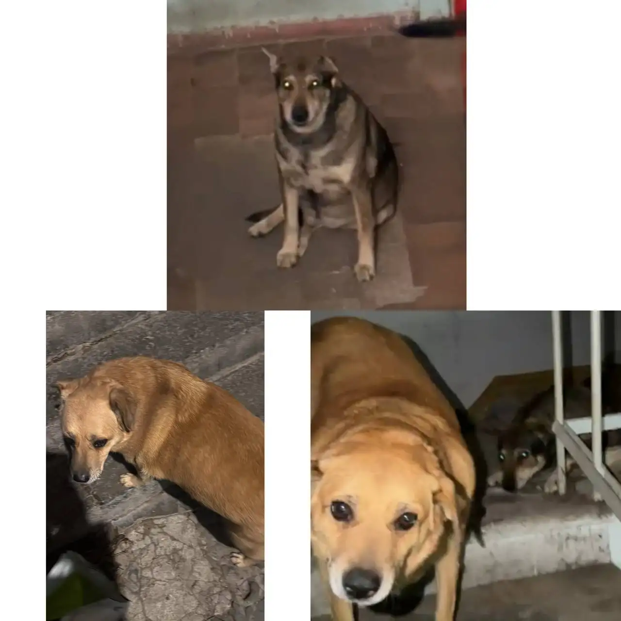 Розыск собак в Краснодаре - Животные (Барахолка) в Краснодар