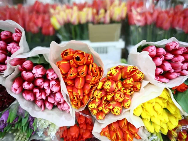 Свежие тюльпаны оптом и розница - Кальяны в Краснодар