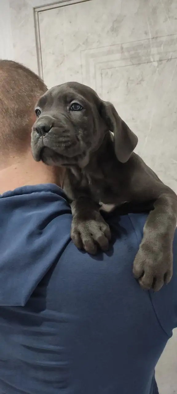 Продажа щенков Кане-корсо - Собаки (Животные) в Краснодар