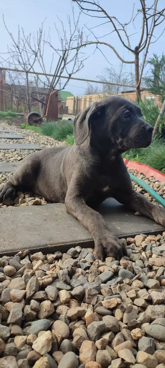 Щенки породы Кане-Корсо - Собаки (Животные) в Краснодар