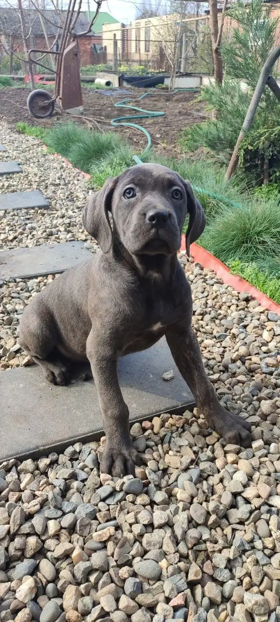 Щенки породы Кане-Корсо - Собаки (Животные) в Краснодар