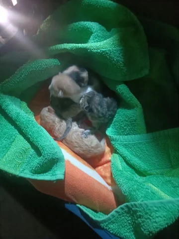 Спасение котят с мусорного бака - Птица в Краснодар