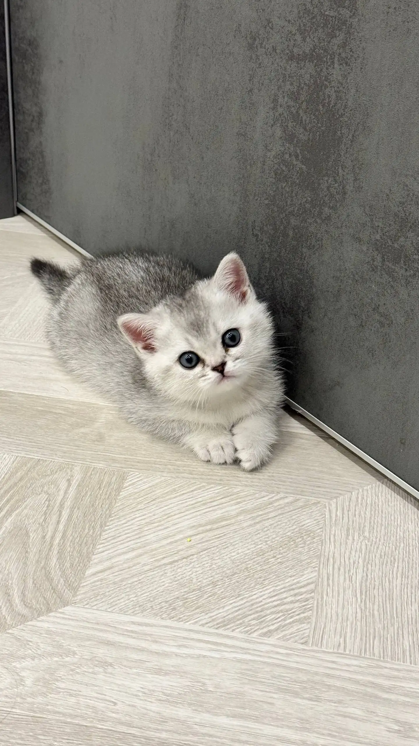 Продажа котят шотландской прямоухой породы - Кошки (Животные) в Краснодар