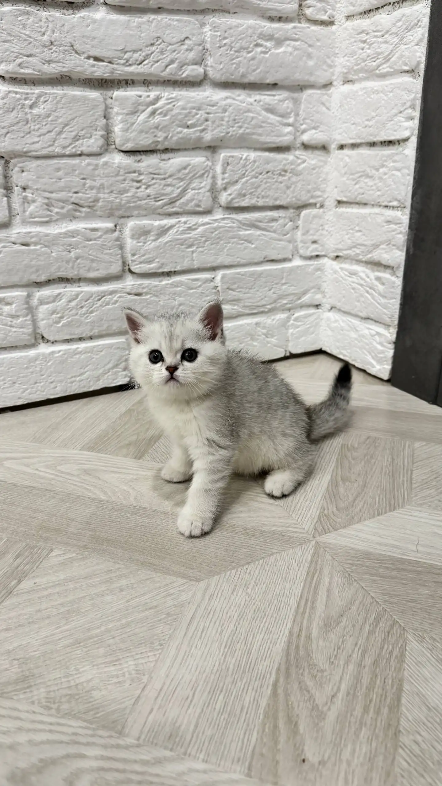 Продажа котят шотландской прямоухой породы - Кошки (Животные) в Краснодар