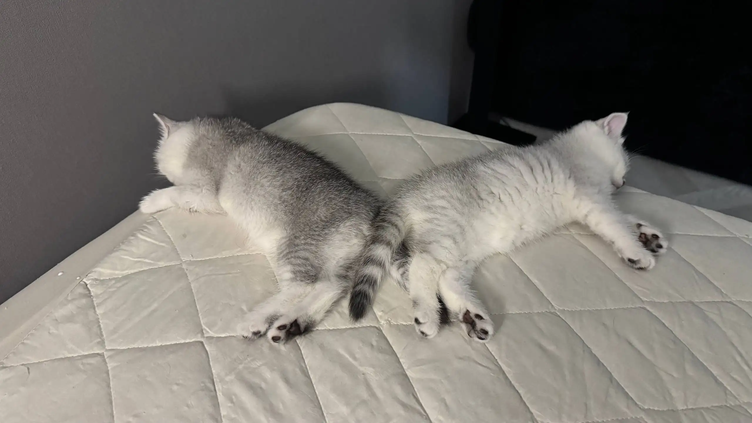 Продажа котят шотландской прямоухой породы - Кошки (Животные) в Краснодар