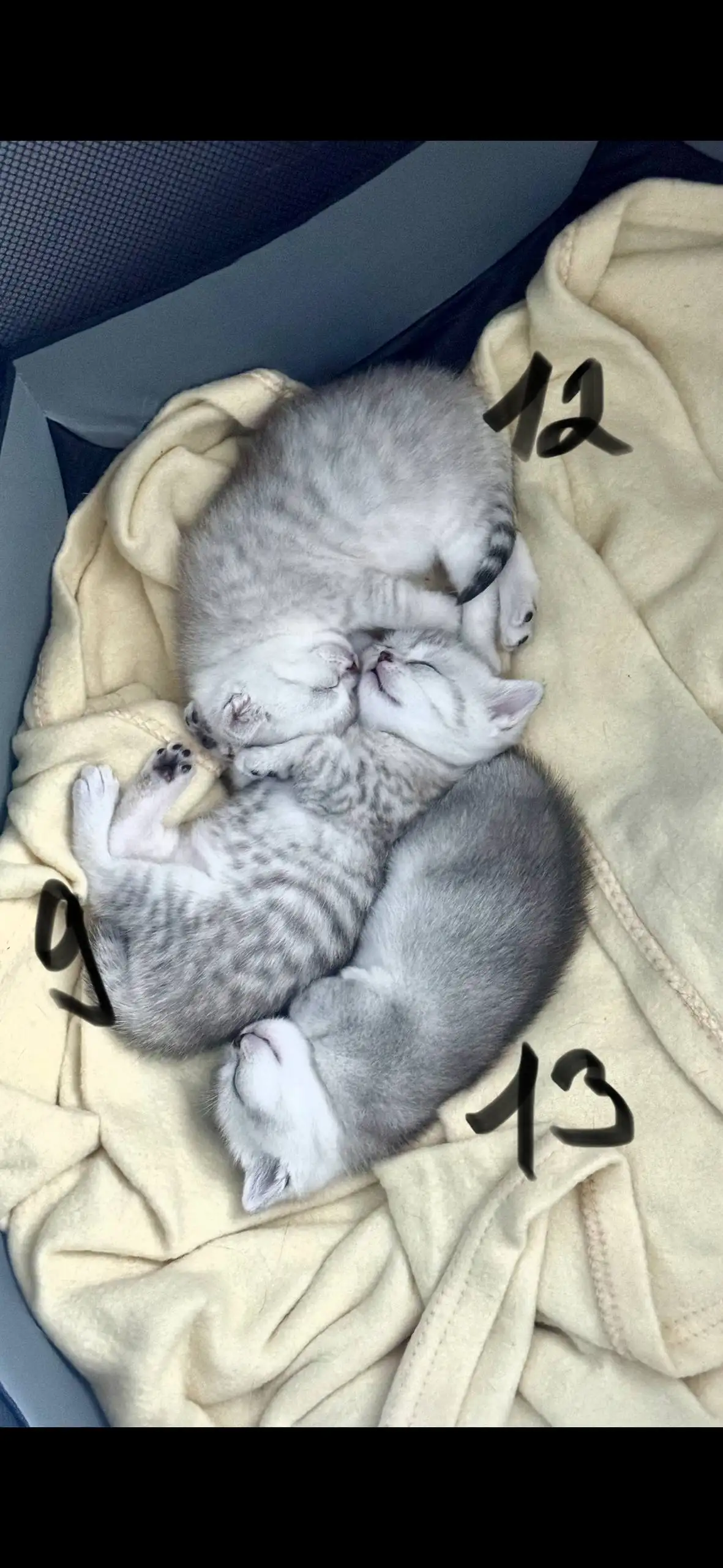 Продажа котят шотландской прямоухой породы - Кошки (Животные) в Краснодар