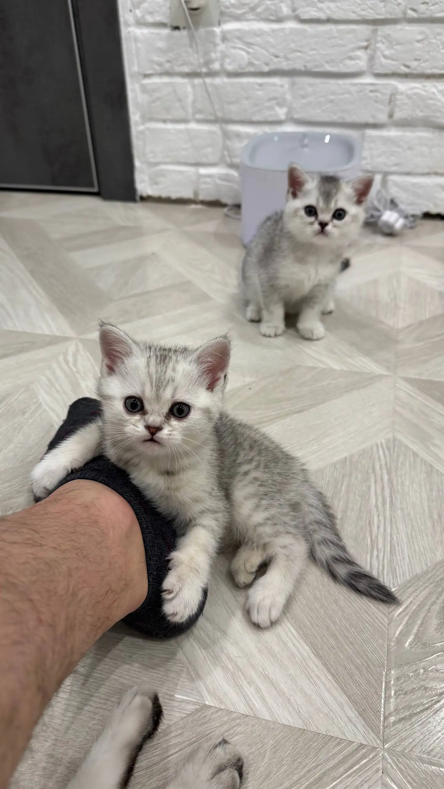 Продажа котят породы Шотландская прямоухая - Кошки (Животные) в Краснодар