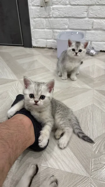 Продажа котят породы Шотландская прямоухая - Животные в Краснодар