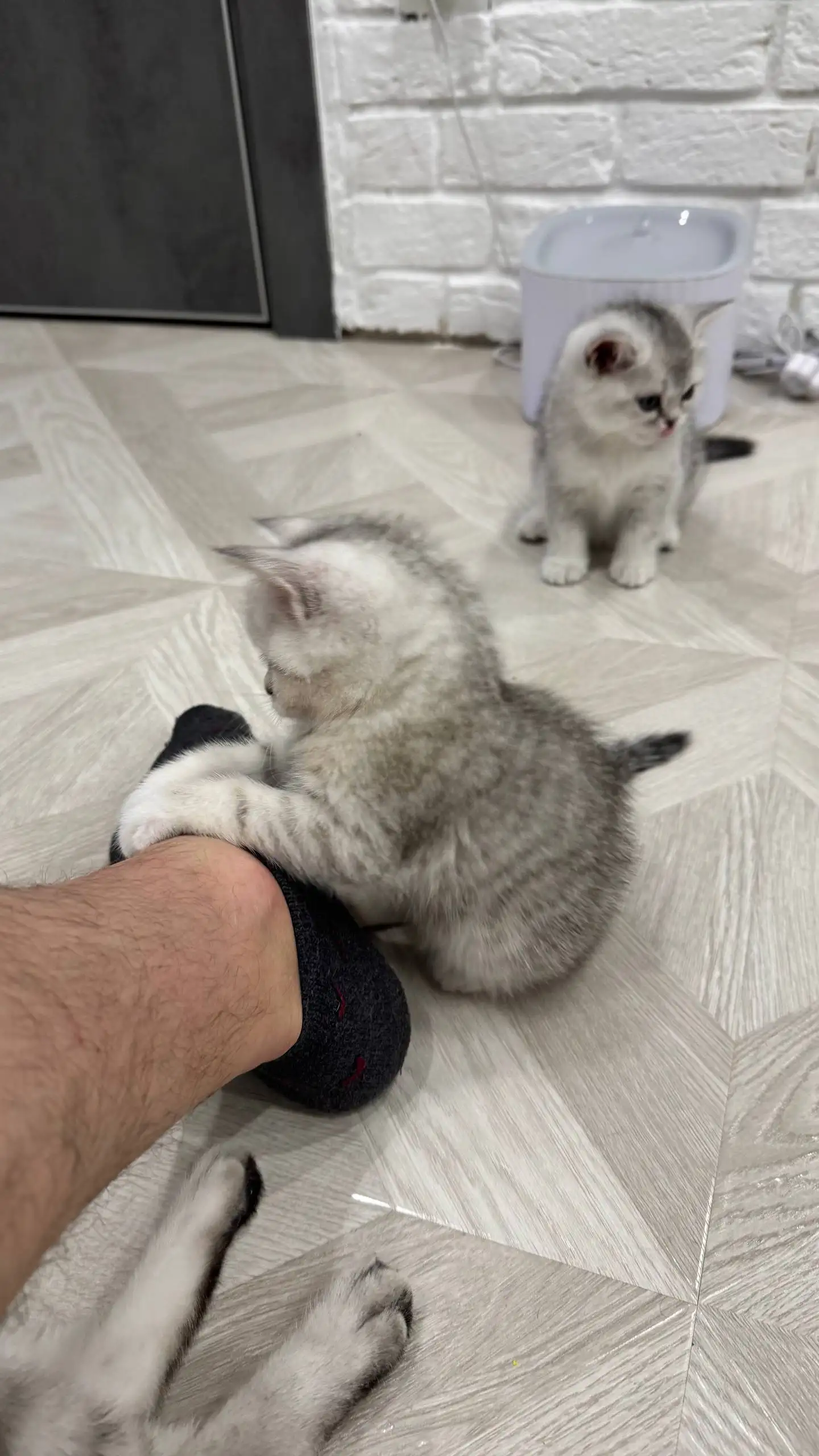 Продажа котят породы Шотландская прямоухая - Кошки (Животные) в Краснодар