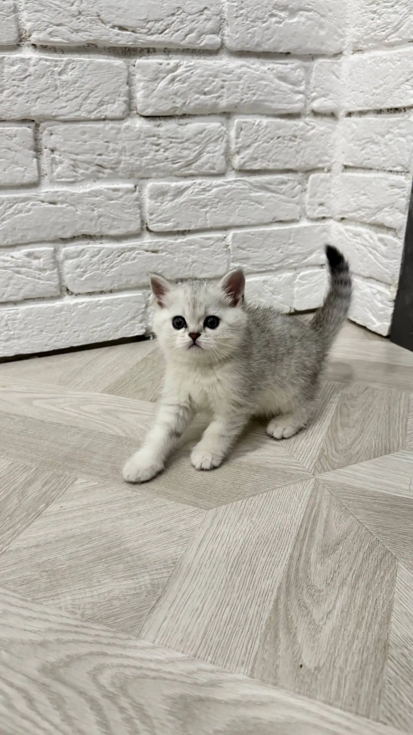 Продажа котят породы Шотландская прямоухая - Кошки (Животные) в Краснодар