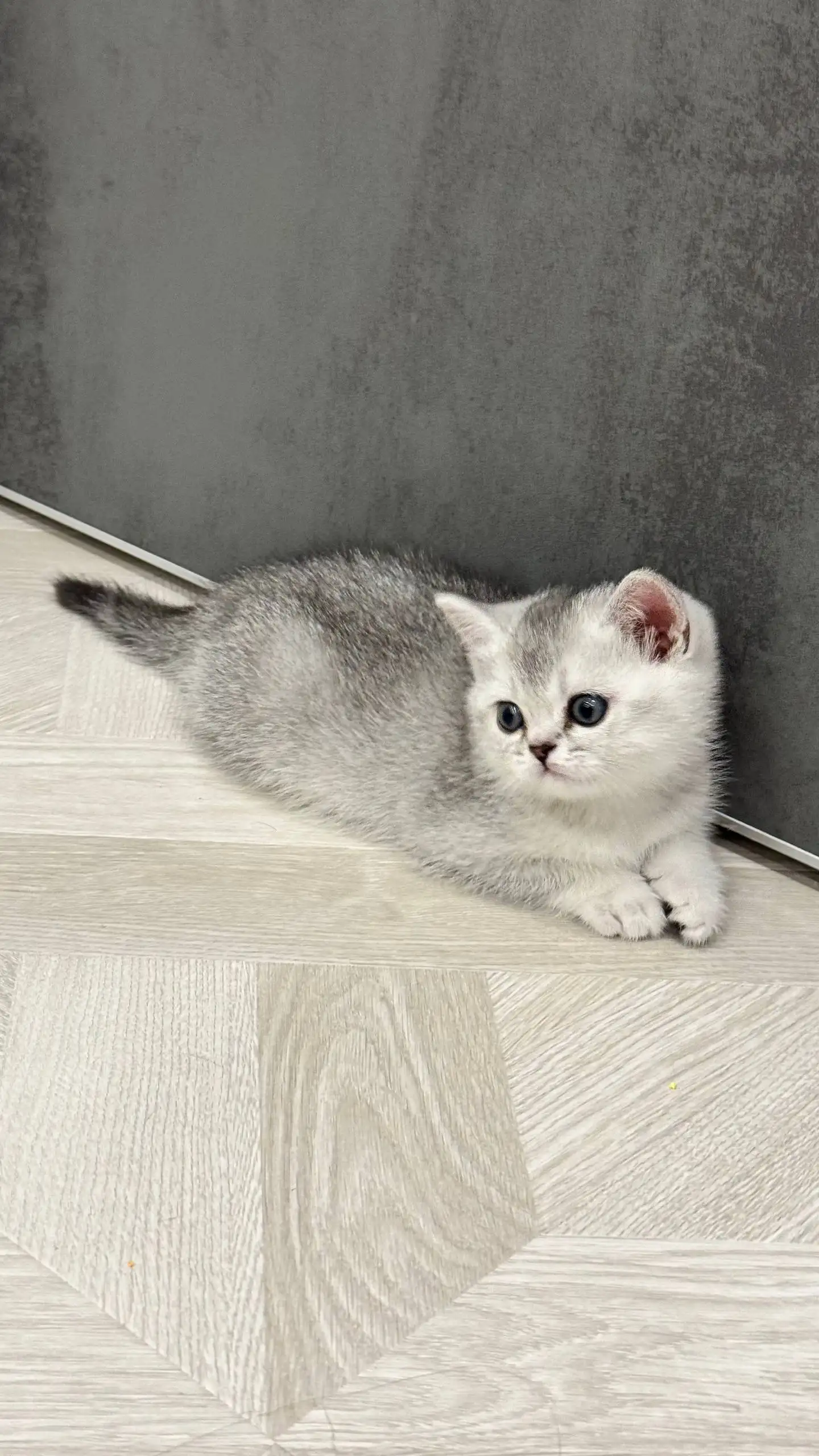 Продажа котят породы Шотландская прямоухая - Кошки (Животные) в Краснодар