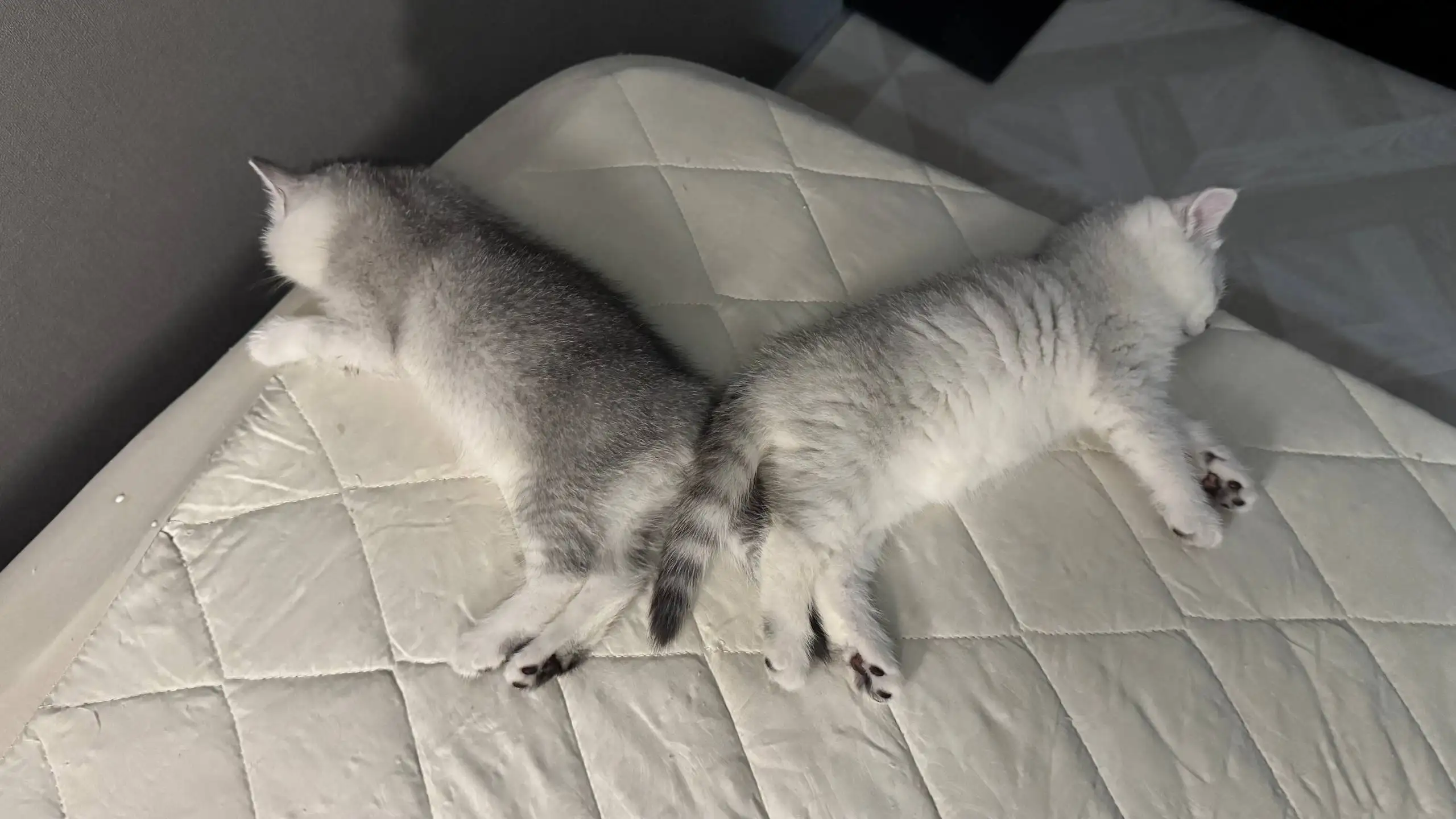 Продажа котят породы Шотландская прямоухая - Кошки (Животные) в Краснодар