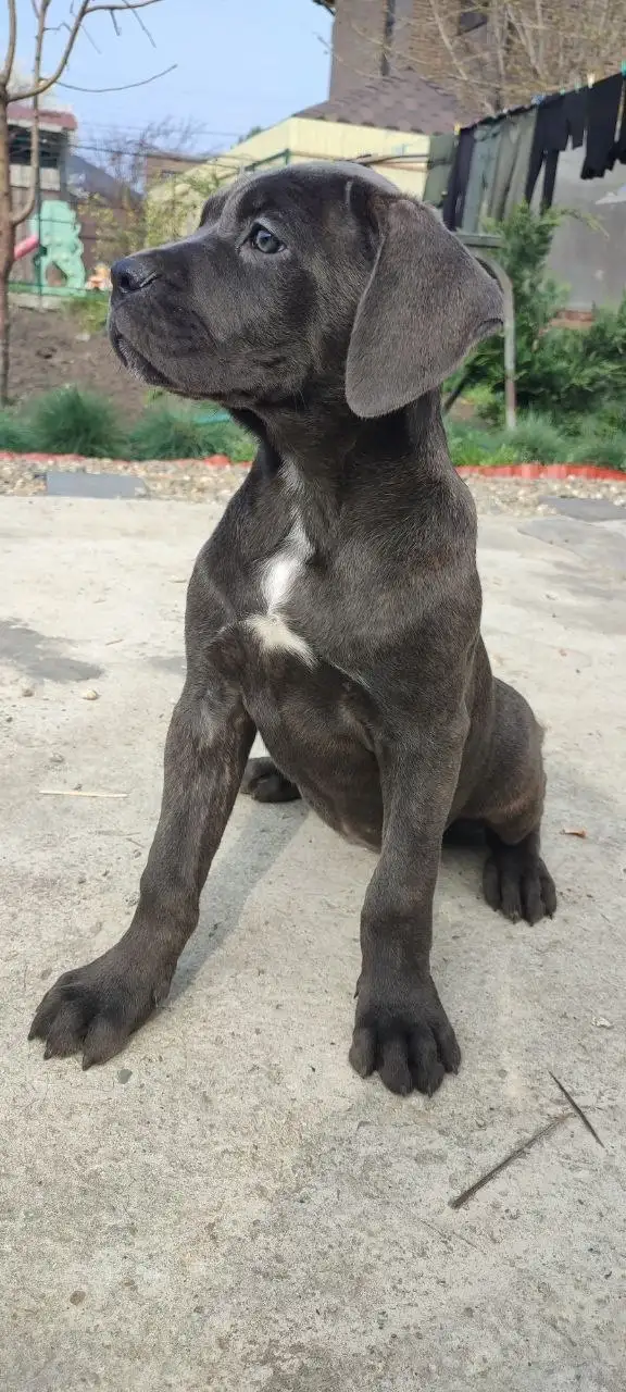 Щенки Кане-Корсо для семьи и охраны - Собаки (Животные) в Краснодар