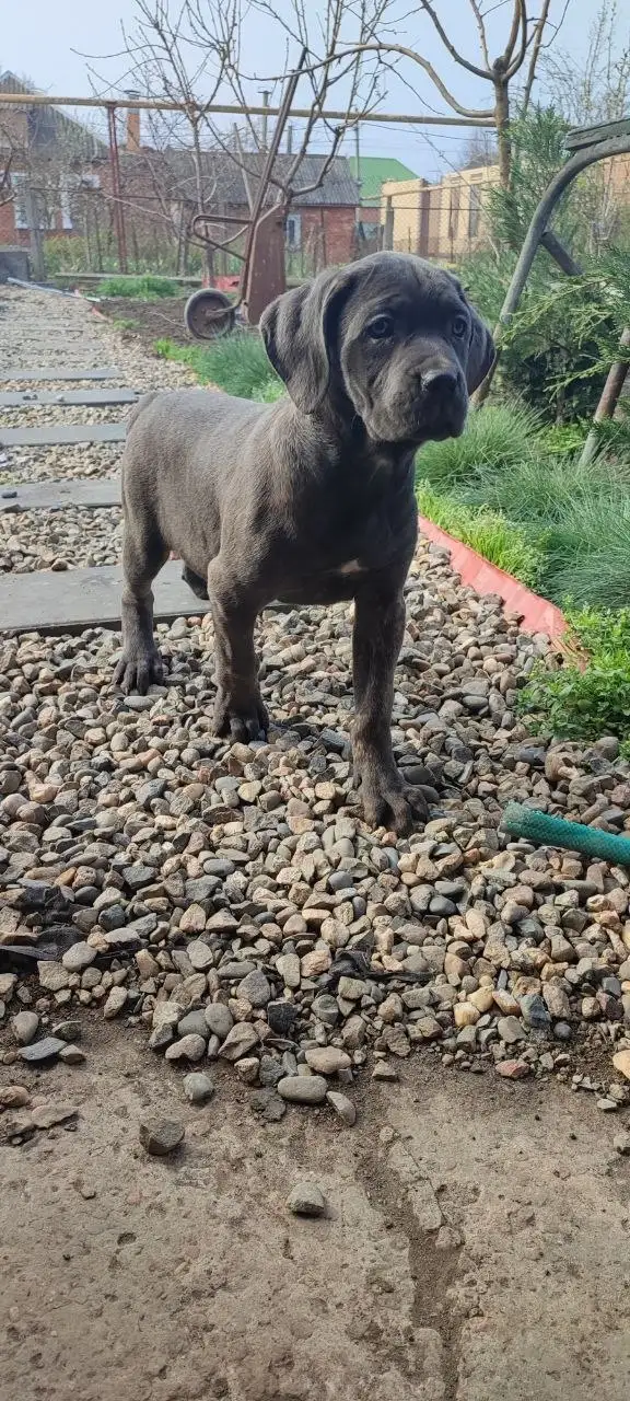 Щенки Кане-Корсо для семьи и охраны - Собаки (Животные) в Краснодар