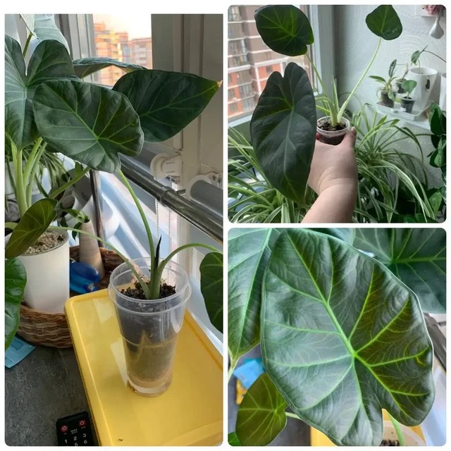 Распродажа домашней коллекции комнатных растений - Творчество/Рукоделие в Краснодар