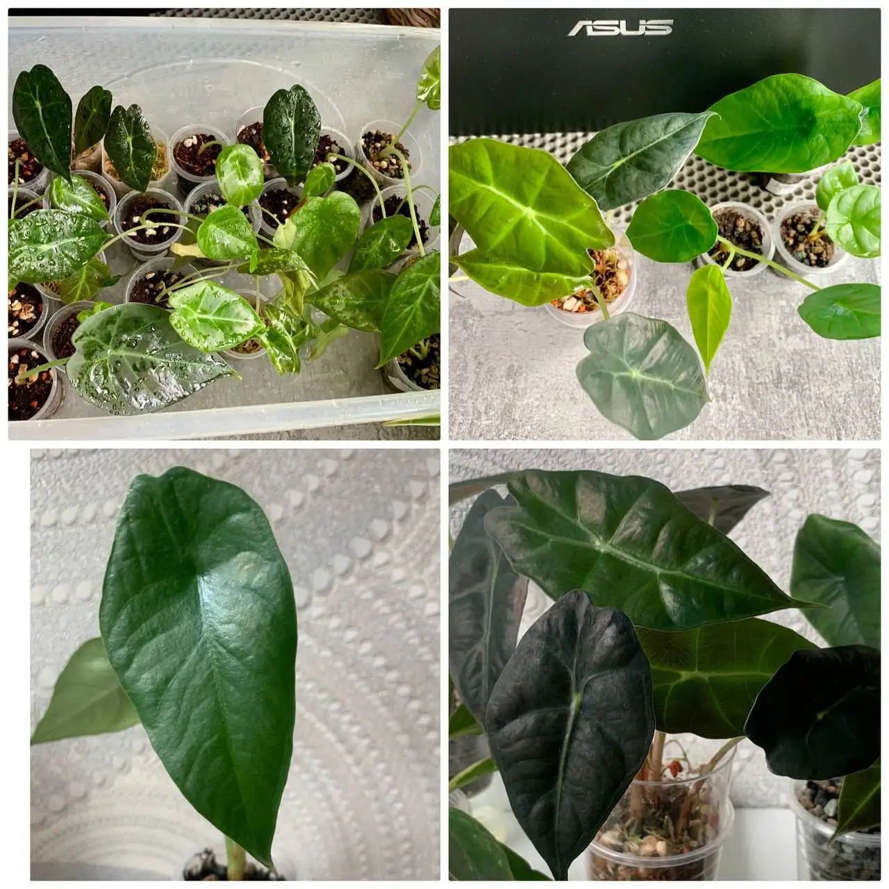 Распродажа домашней коллекции комнатных растений - Комнатные растения (Хобби и отдых) в Краснодар