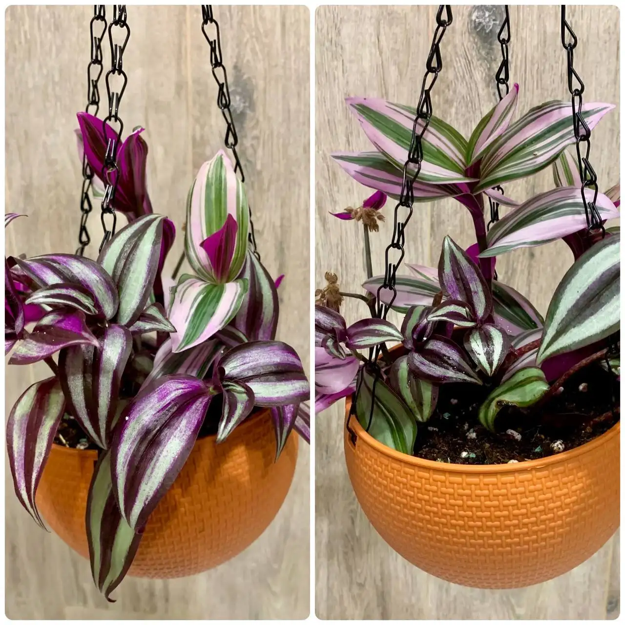 Распродажа домашней коллекции комнатных растений - Комнатные растения (Хобби и отдых) в Краснодар