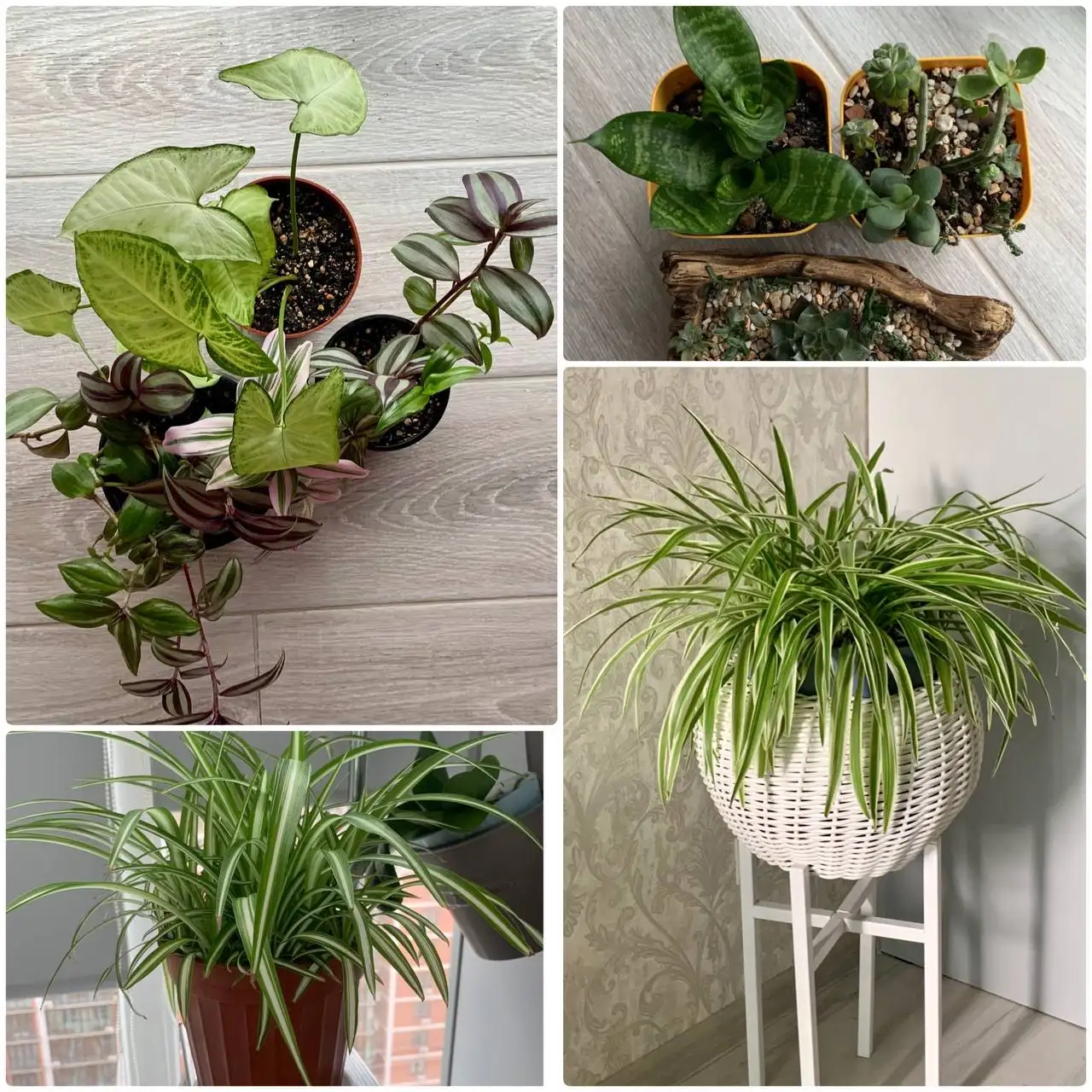 Распродажа домашней коллекции комнатных растений - Комнатные растения (Хобби и отдых) в Краснодар