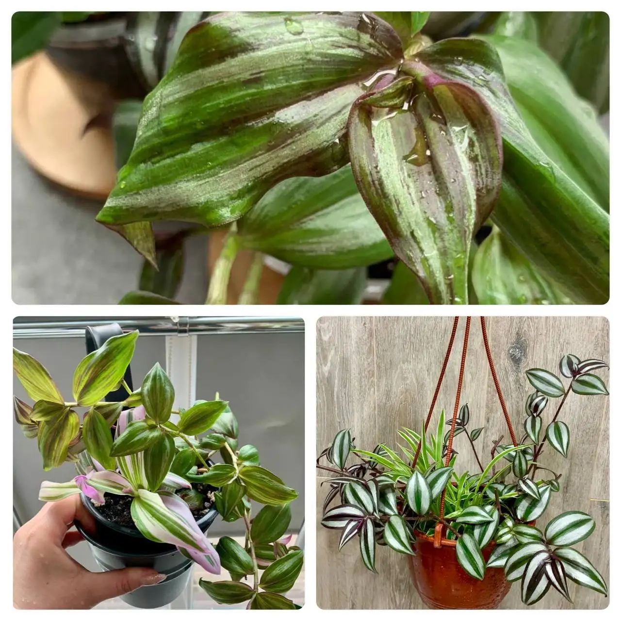 Распродажа домашней коллекции комнатных растений - Комнатные растения (Хобби и отдых) в Краснодар