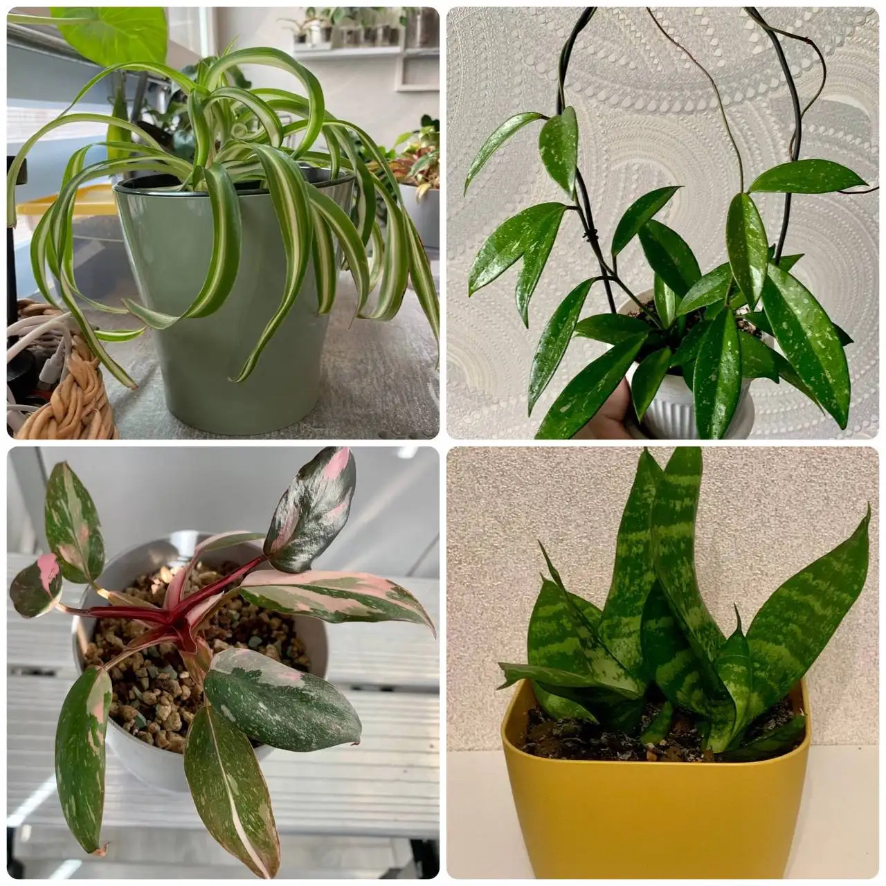 Распродажа домашней коллекции комнатных растений - Комнатные растения (Хобби и отдых) в Краснодар