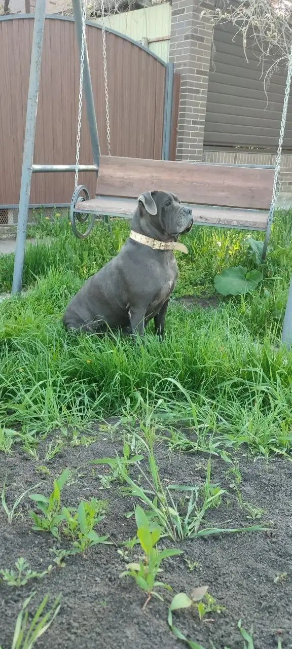 Щенки Кане-Корсо - Собаки (Животные) в Краснодар