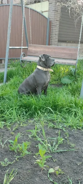 Щенки Кане-Корсо - частное объявление в Краснодар