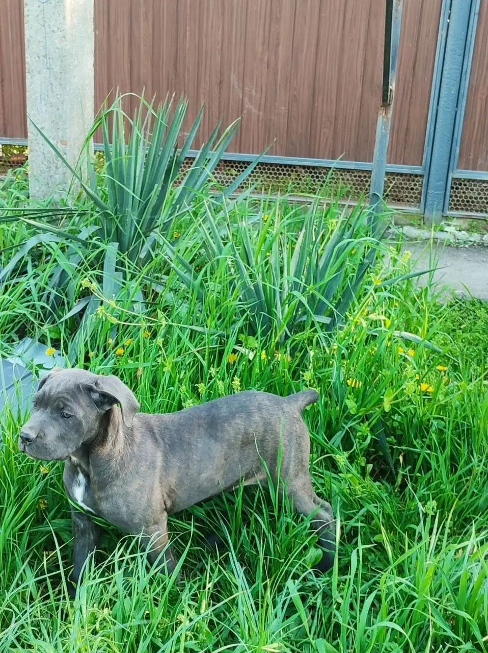 Щенки Кане-Корсо - Собаки (Животные) в Краснодар