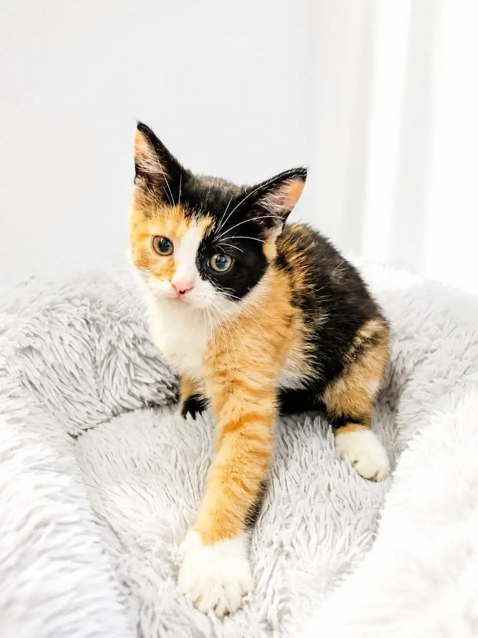 Котята ищут дом - Кошки (Животные) в Краснодар