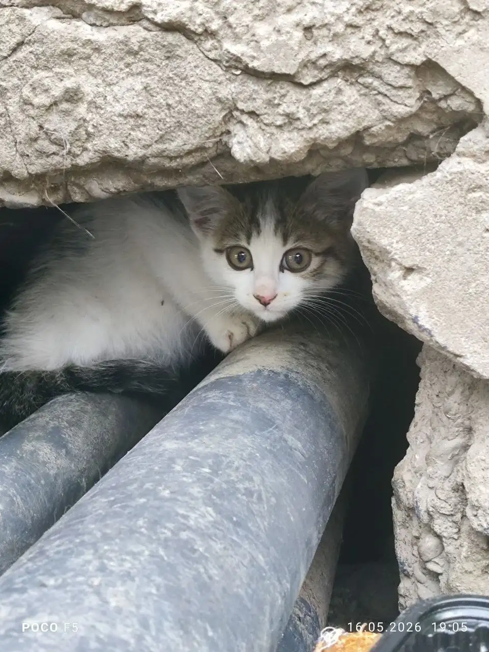 Котята ищут дом - Кошки (Животные) в Краснодар