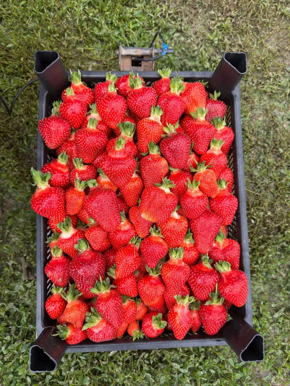 Продажа клубники с поля - Клубника (Бакалея, овощи, фрукты) в Краснодар